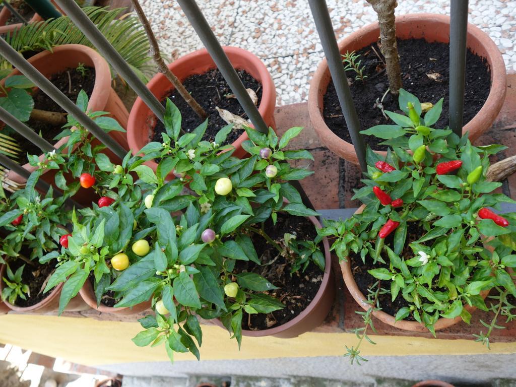 Frühstückspension Giulia Taormina